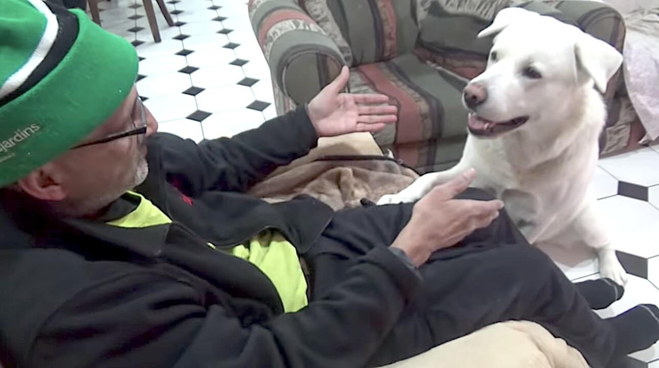 ラブラドールレトリーバー,動画