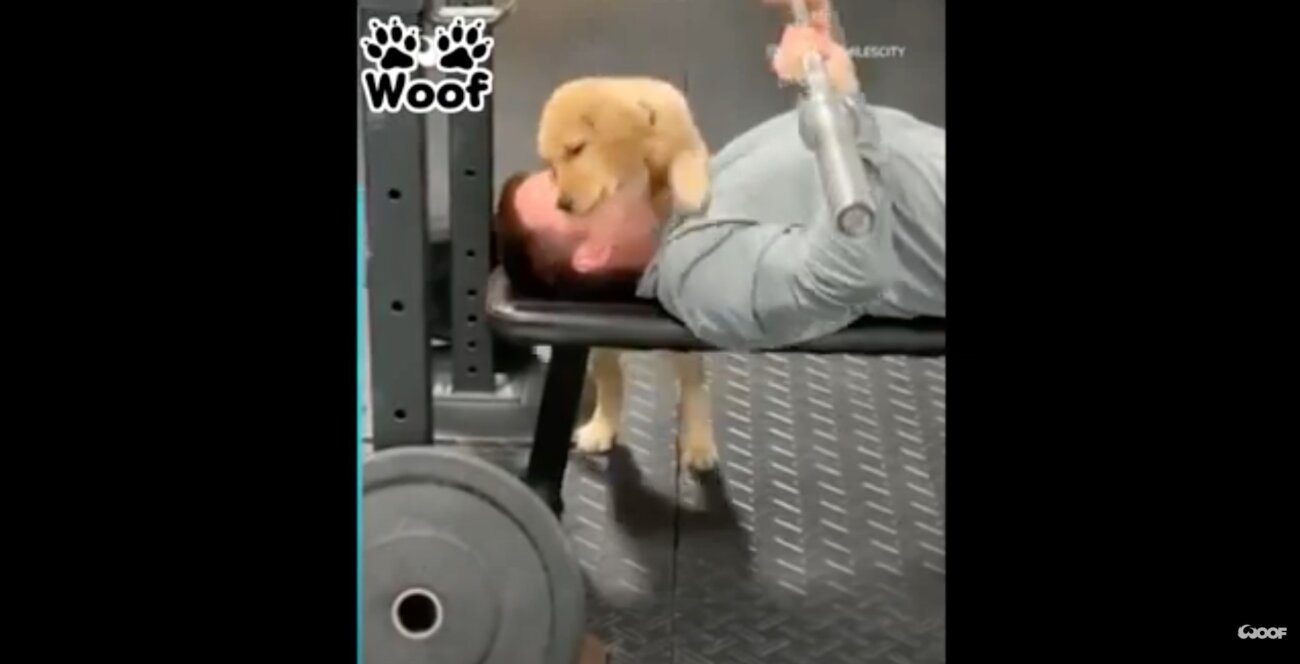 ゴールデンレトリーバー,動画