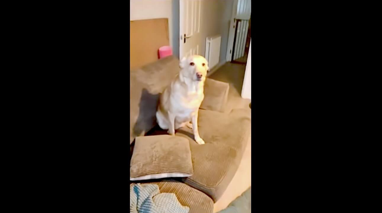 ラブラドールレトリーバー,動画