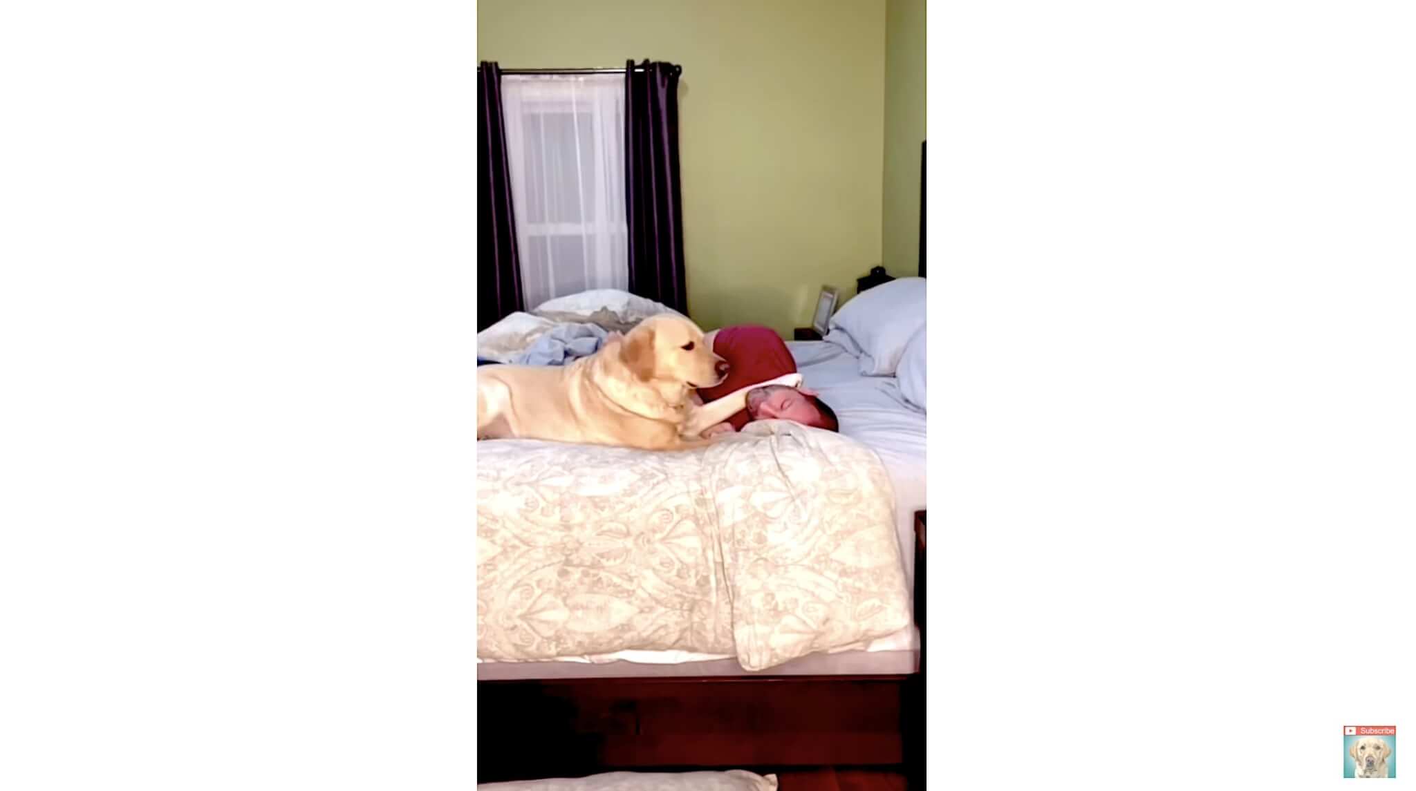 ラブラドールレトリーバー,動画