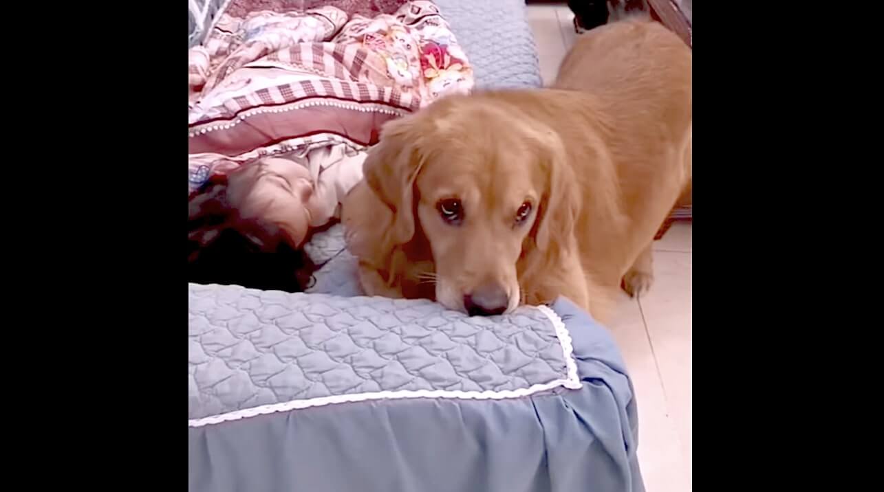 ゴールデンレトリーバー,動画