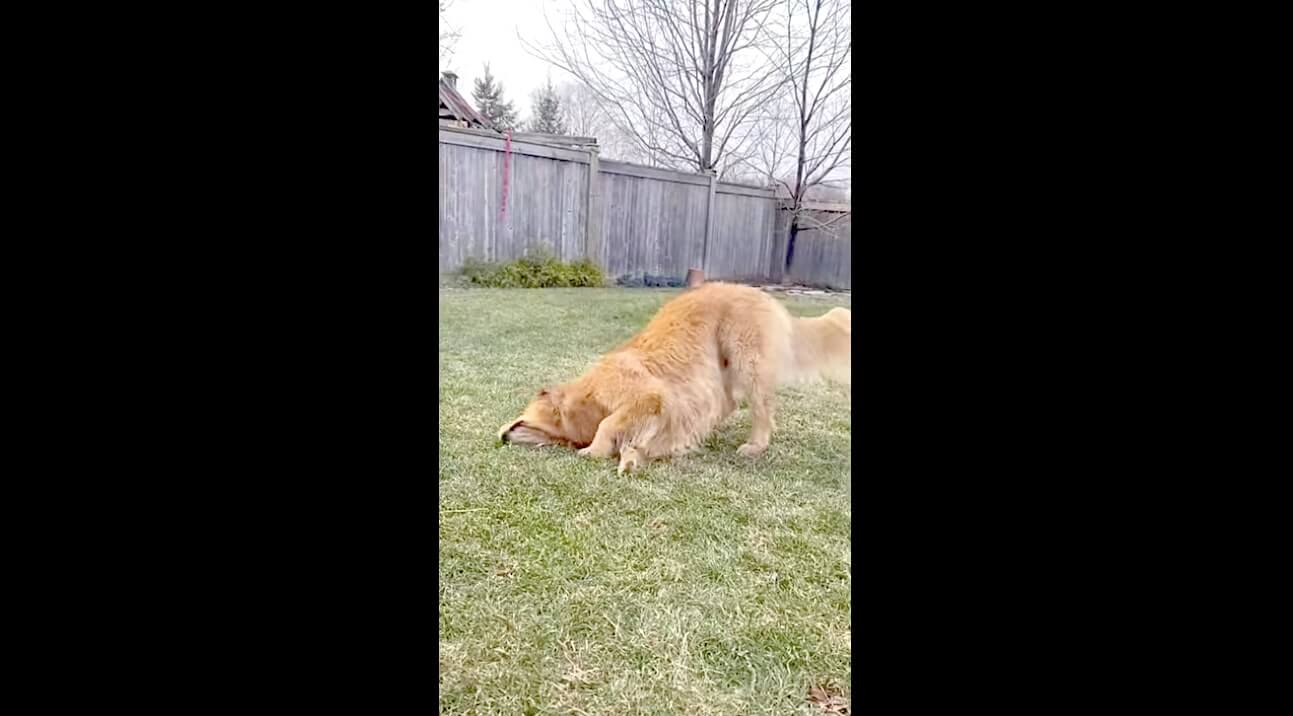 ゴールデンレトリーバー,動画