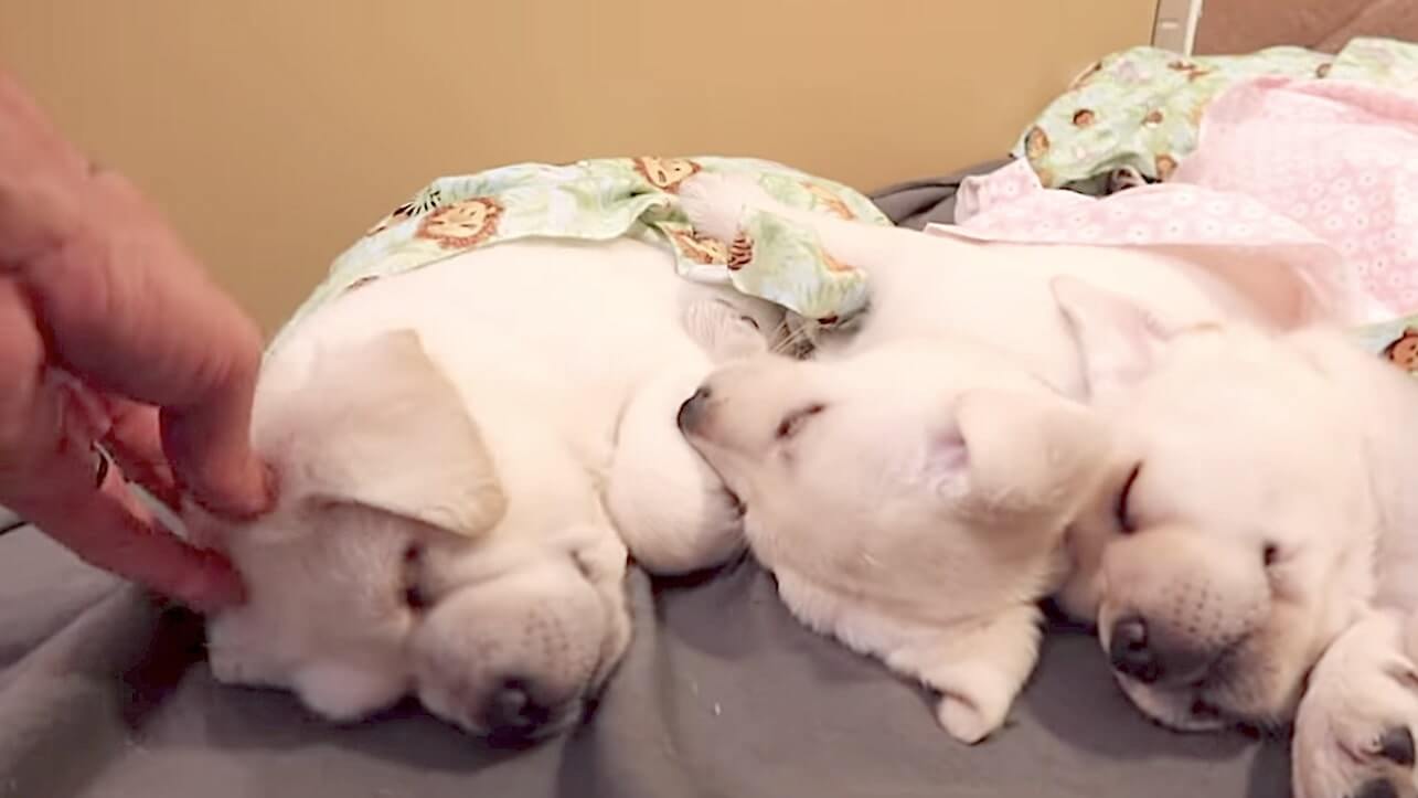 ラブラドールレトリーバー,動画