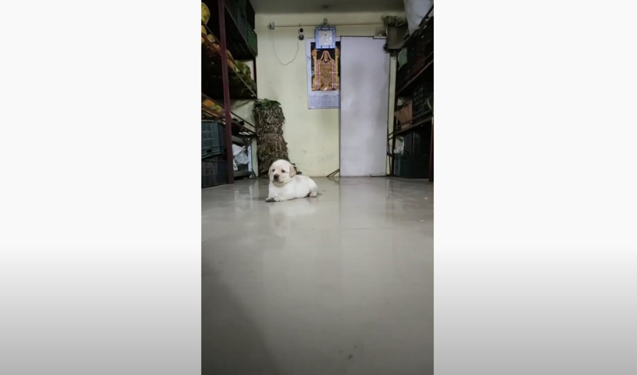 ラブラドールレトリーバー,動画