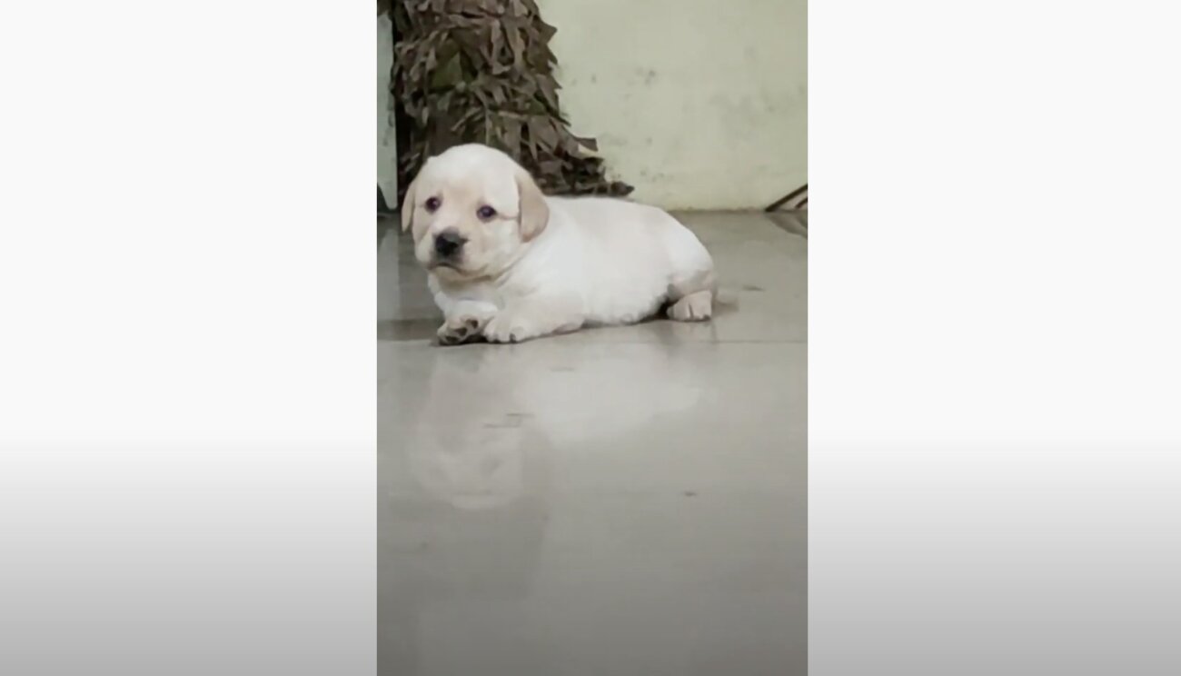 ラブラドールレトリーバー,動画