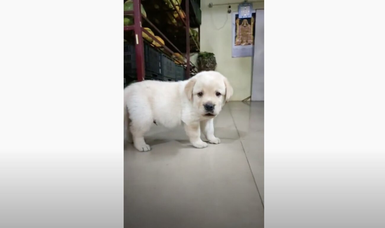 ラブラドールレトリーバー,動画