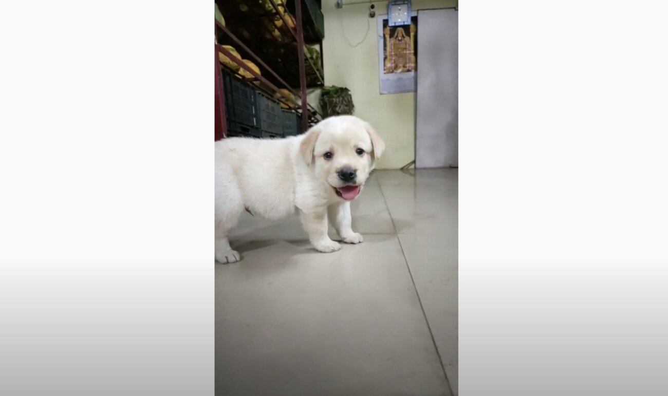 ラブラドールレトリーバー,動画