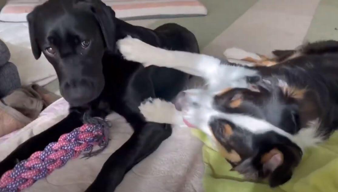 ラブラドールレトリーバー,動画