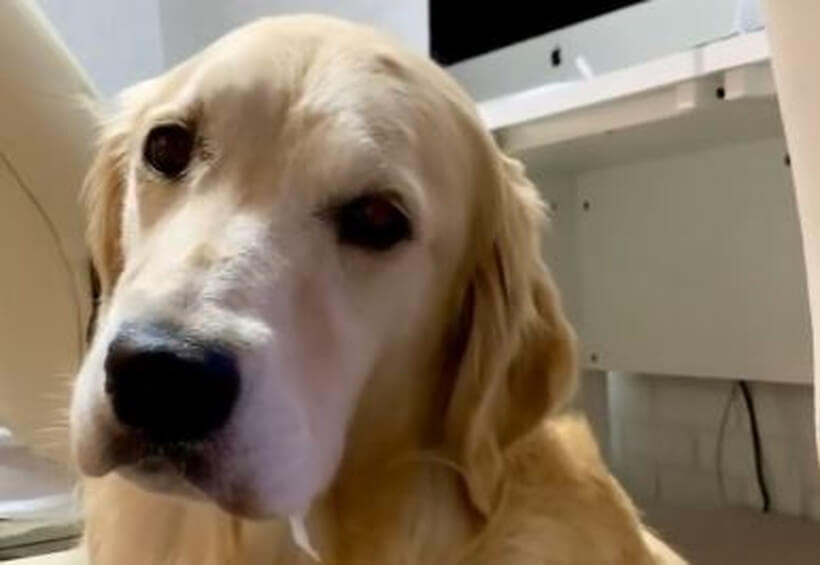 ゴールデンレトリーバー,動画