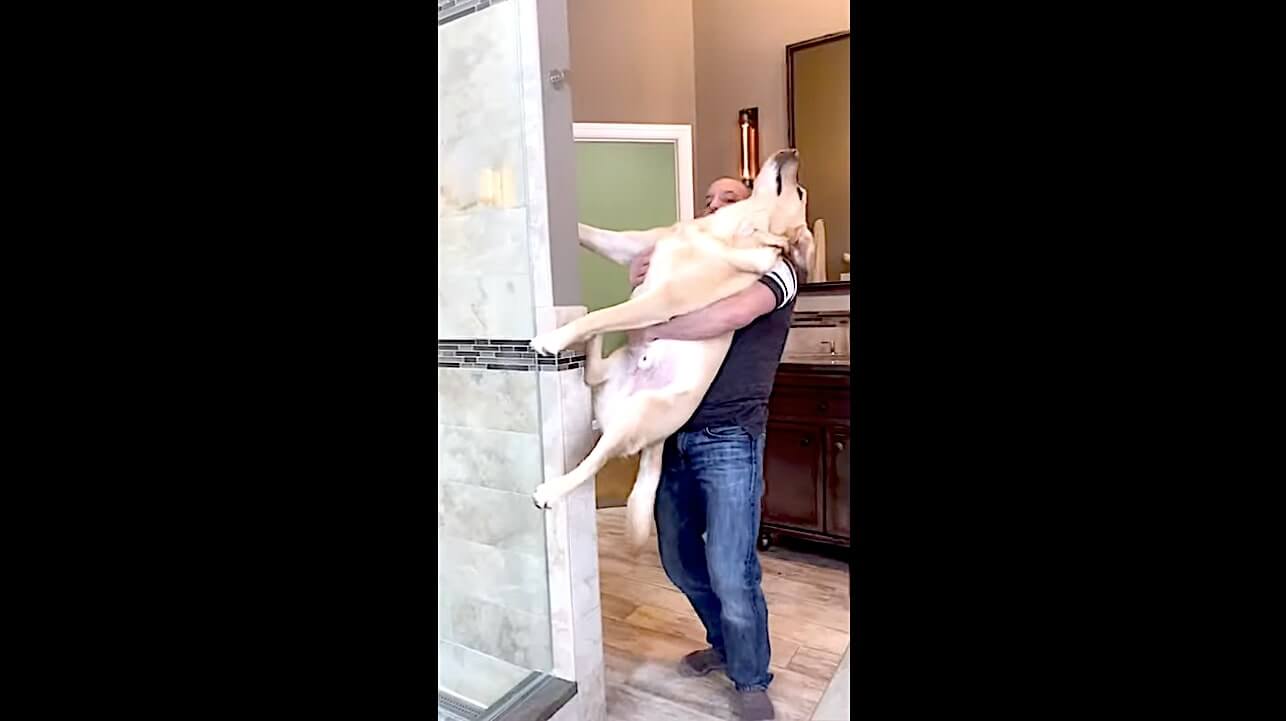 ラブラドールレトリーバー,動画