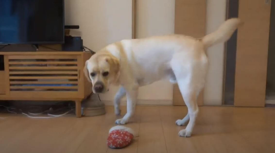 ラブラドールレトリーバー,動画