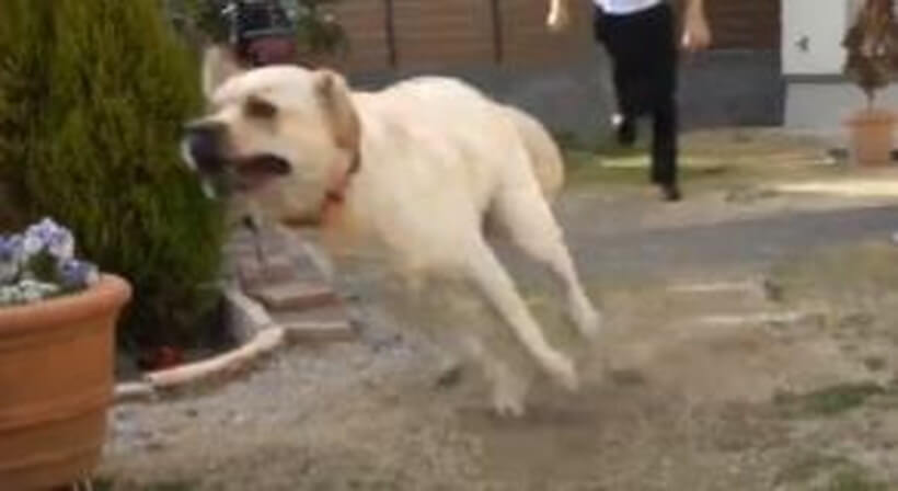 ラブラドールレトリーバー,動画