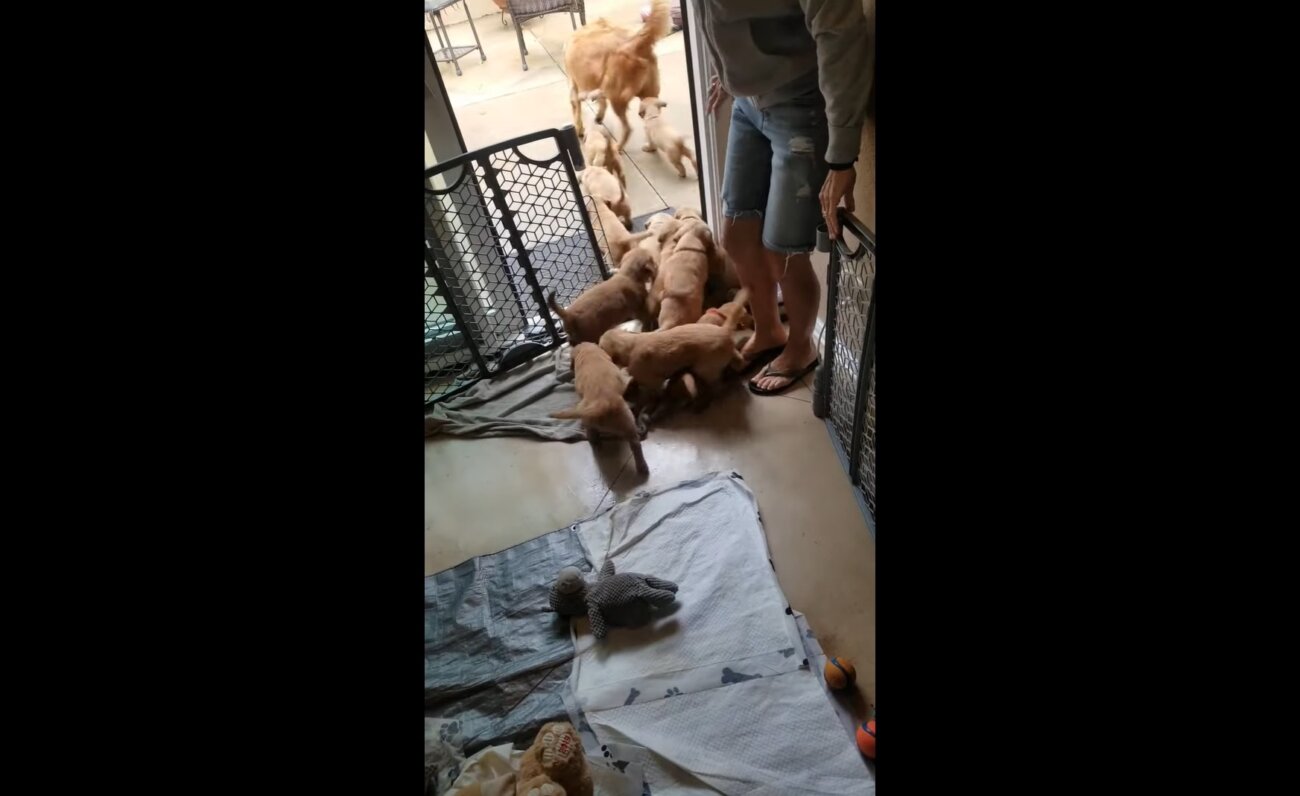 ゴールデンレトリーバー,動画