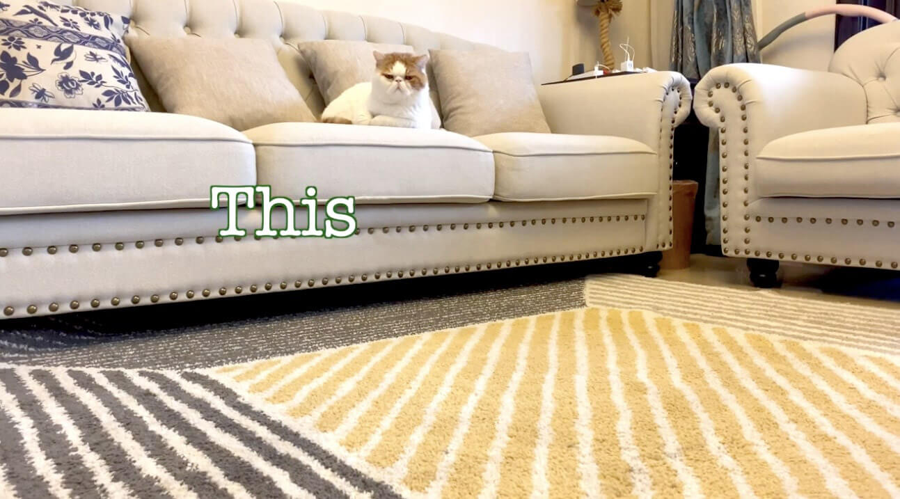 ラブラドールレトリーバー,動画