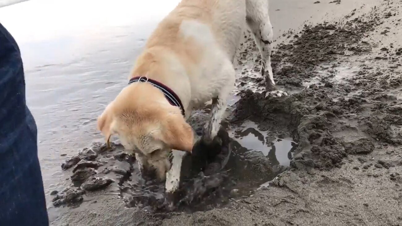 ラブラドールレトリーバー,動画