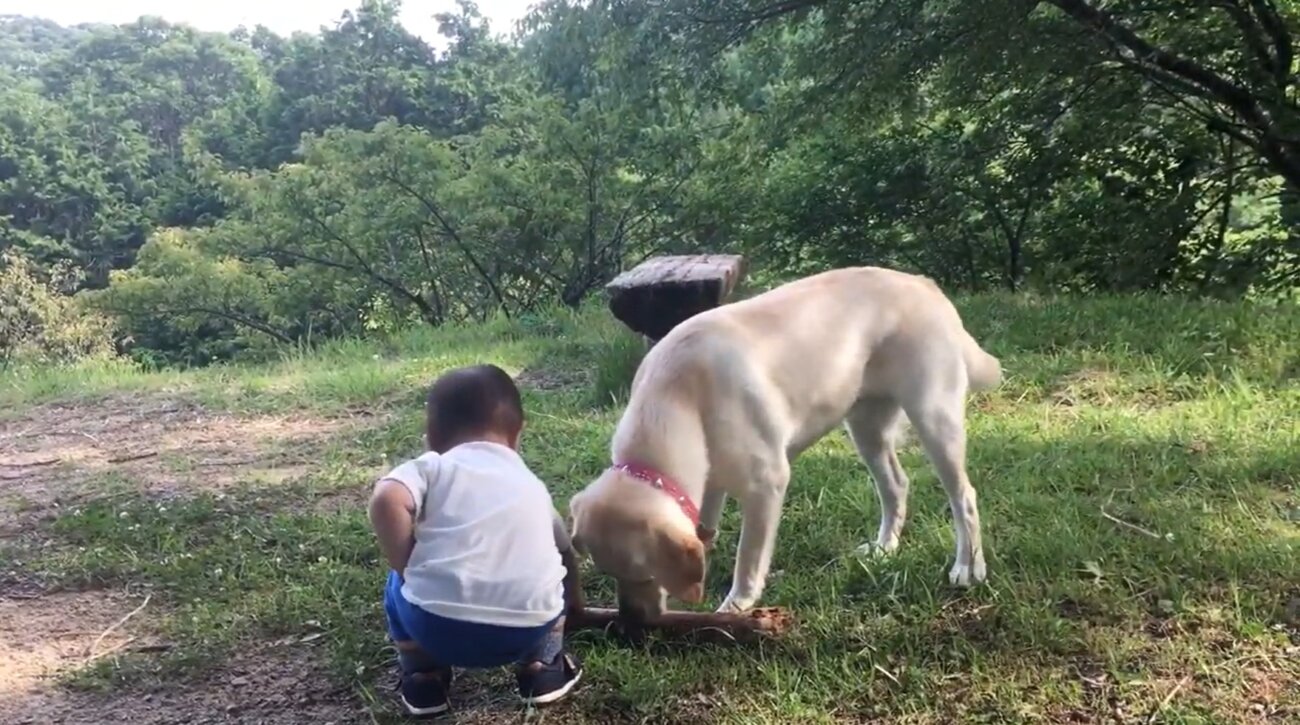 ラブラドールレトリーバー,動画