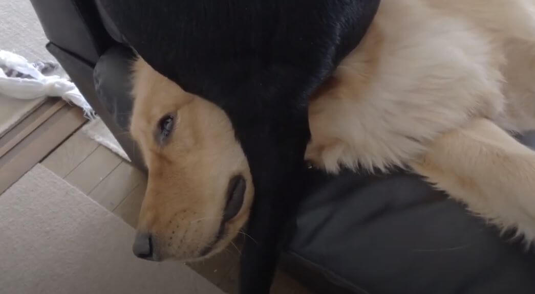 ラブラドールレトリーバー,動画