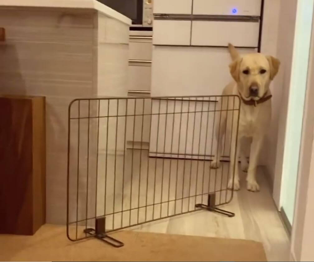 ラブラドールレトリーバー,動画