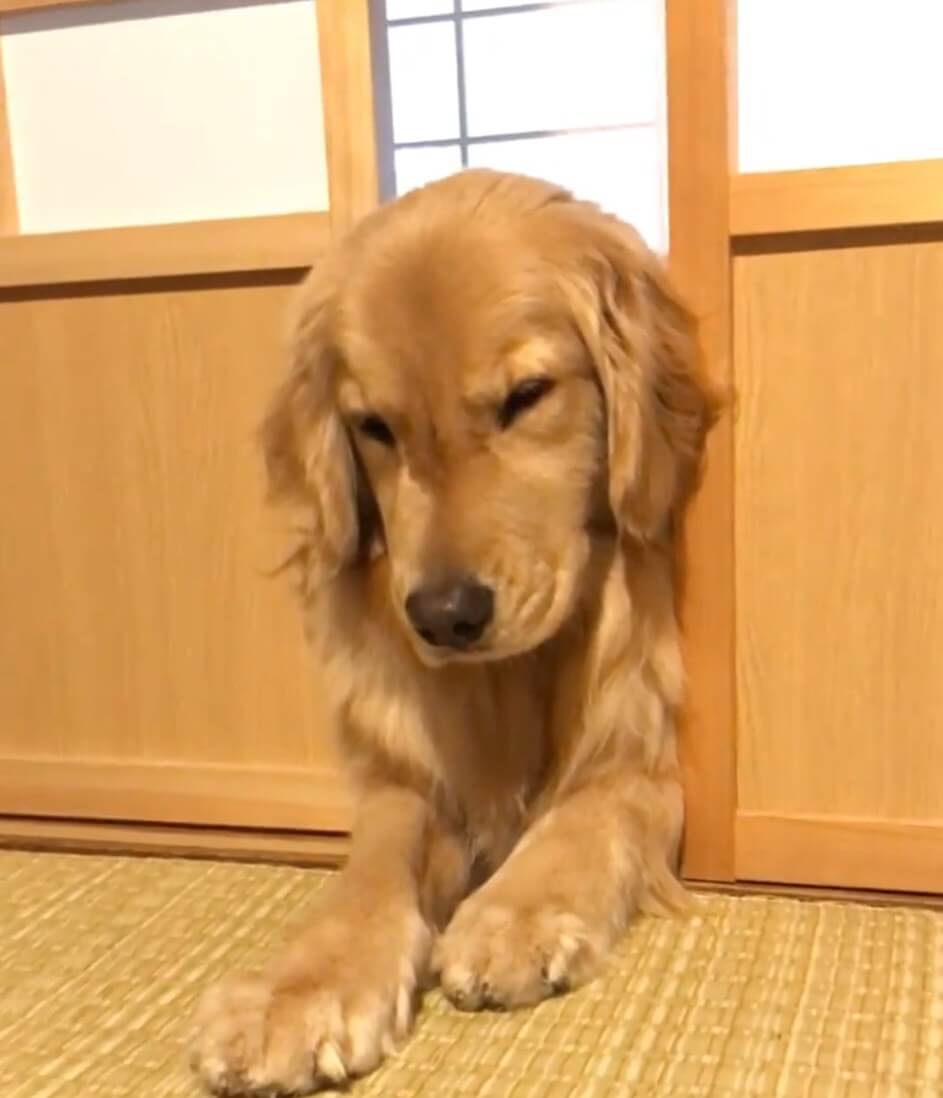 ゴールデンレトリーバー,動画