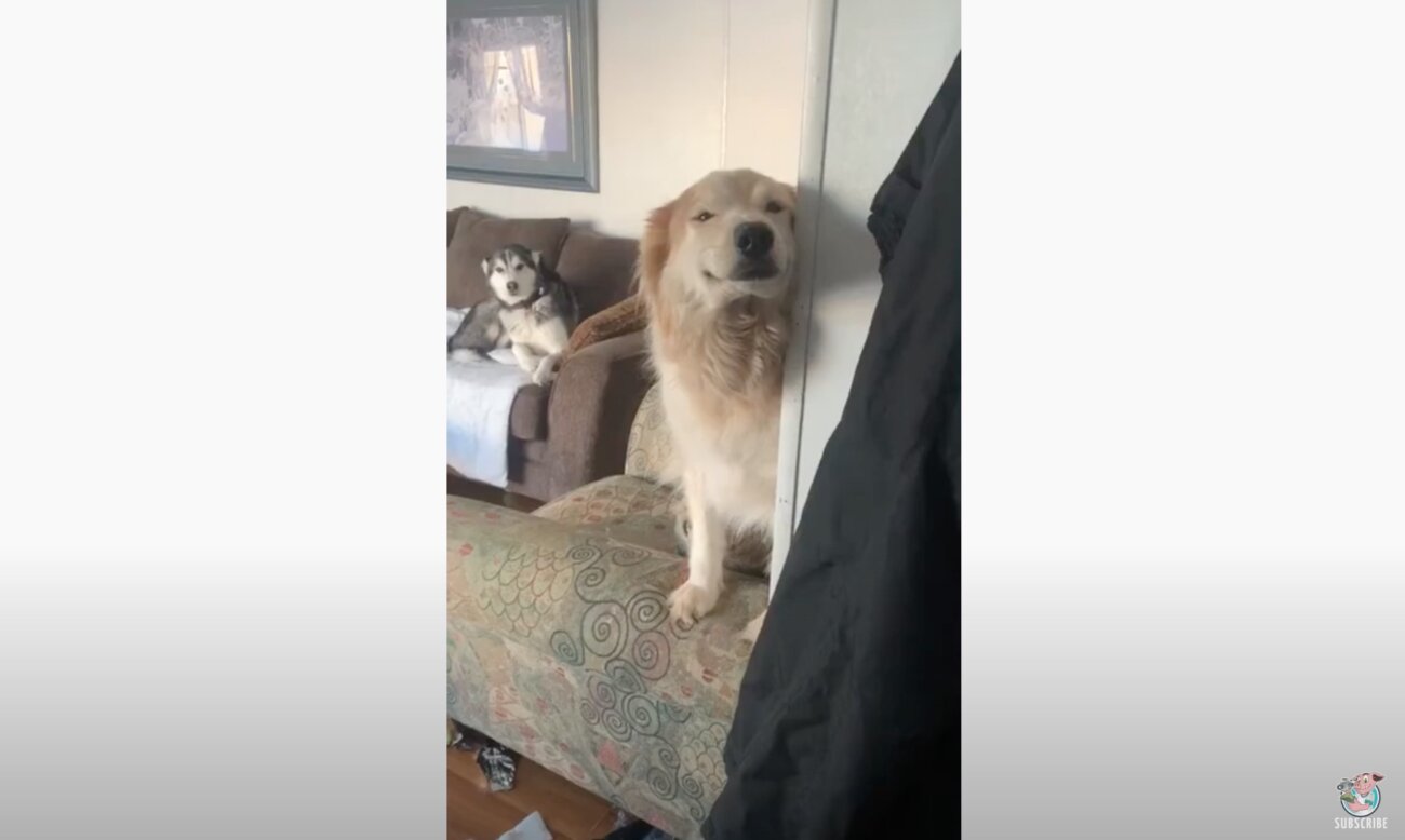 ゴールデンレトリーバー,動画