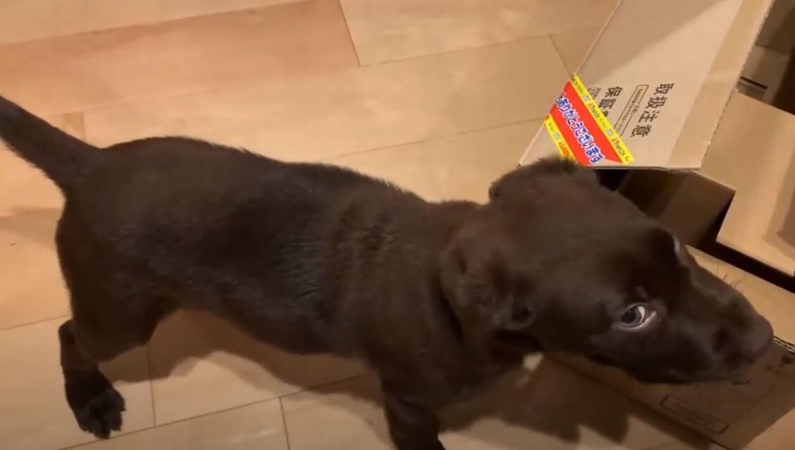 ラブラドールレトリーバー,動画