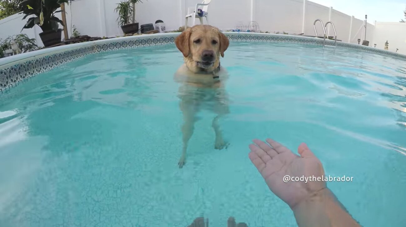 ラブラドールレトリーバー,動画