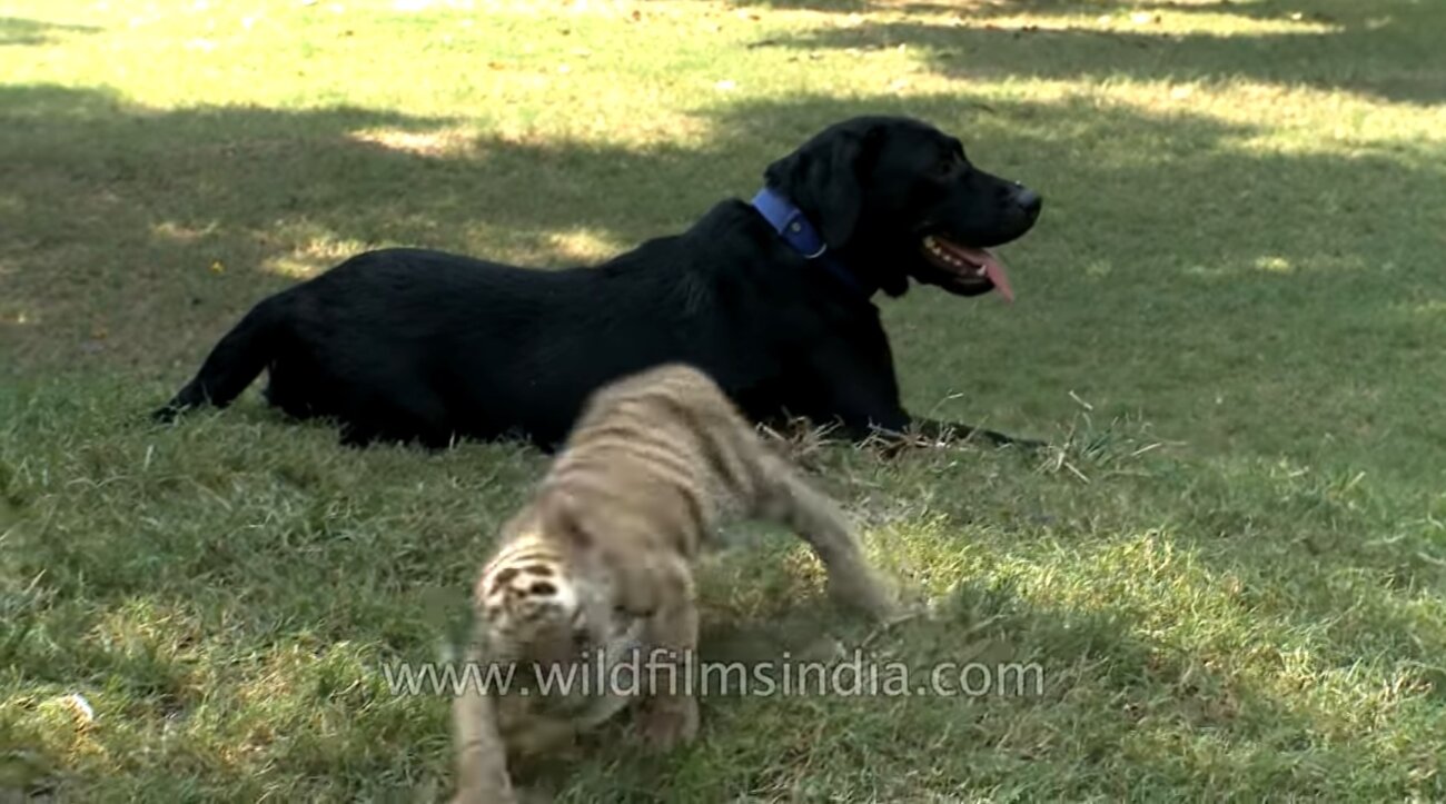 ラブラドールレトリーバー,動画