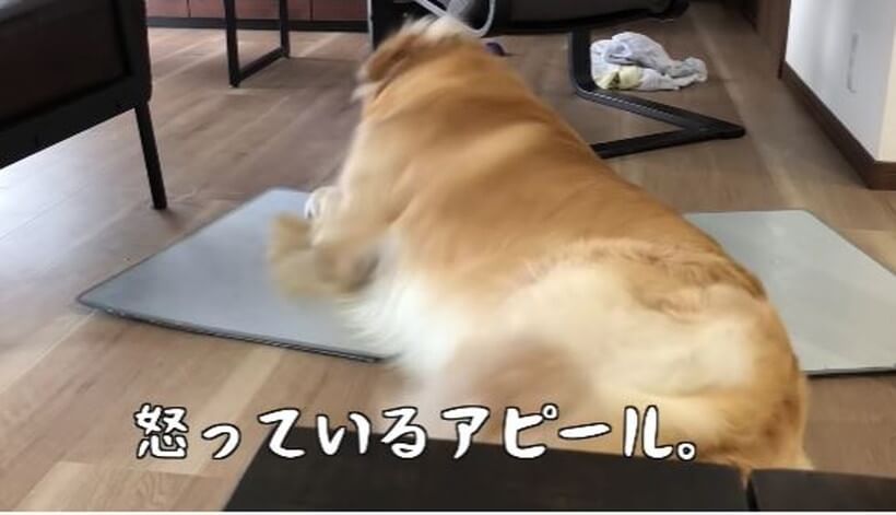 ゴールデンレトリーバー,動画