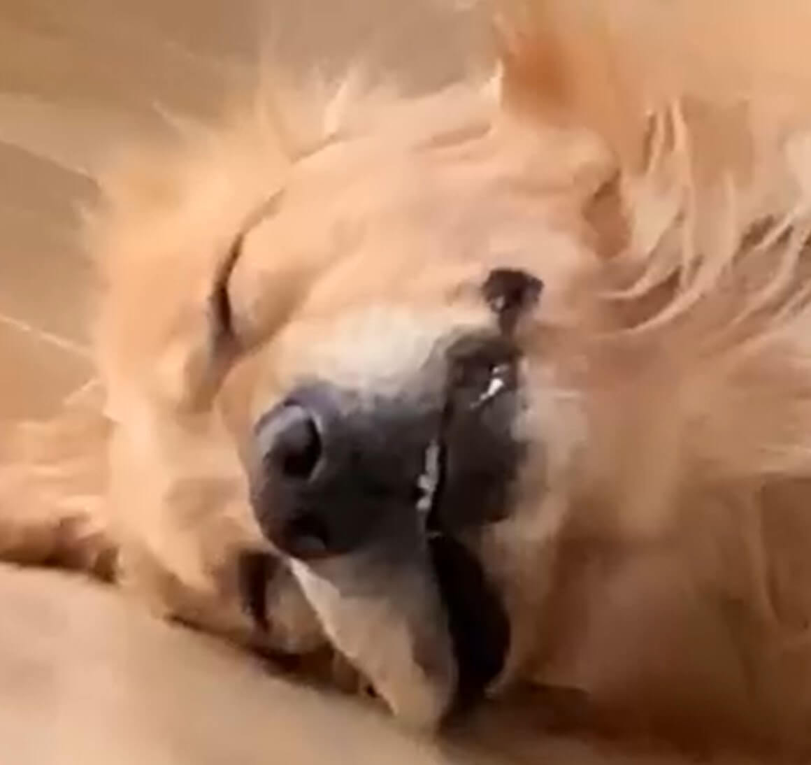 ゴールデンレトリーバー,動画