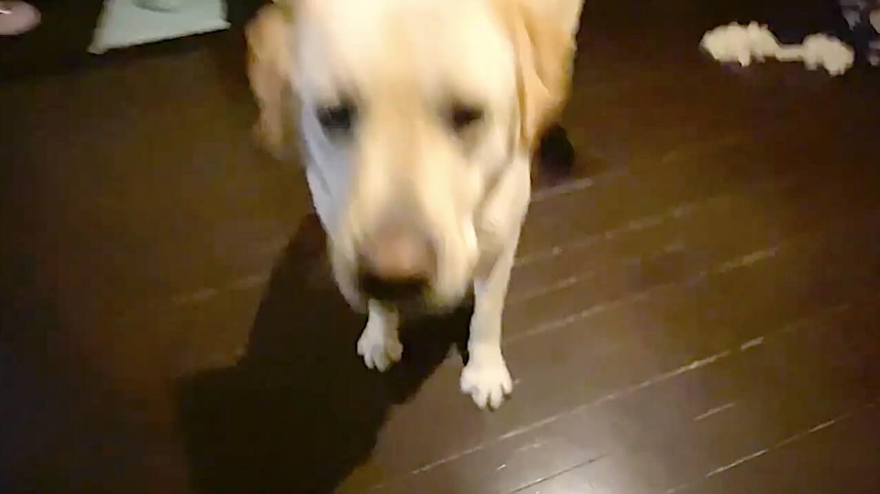 ラブラドールレトリーバー,動画