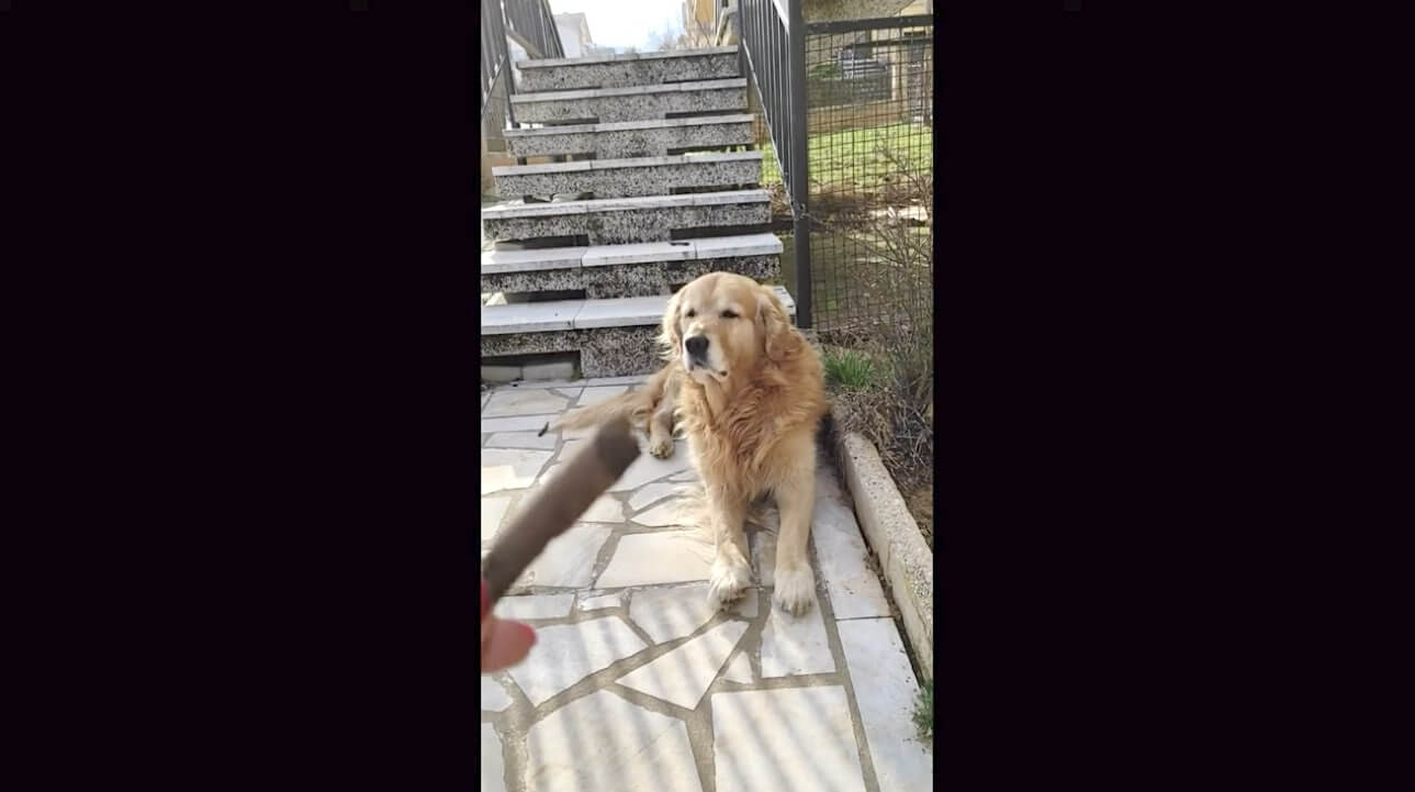 ゴールデンレトリーバー,動画