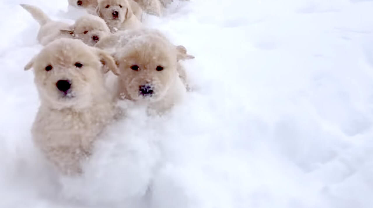 ゴールデンレトリーバー,動画