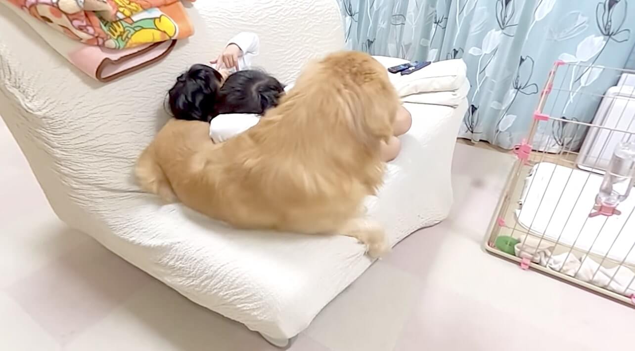 ゴールデンレトリーバー,動画