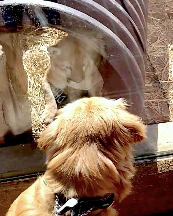 ゴールデンレトリーバー,動画