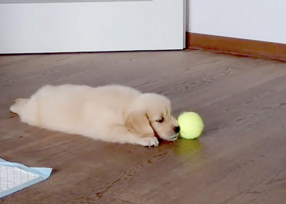 ゴールデンレトリーバー,動画