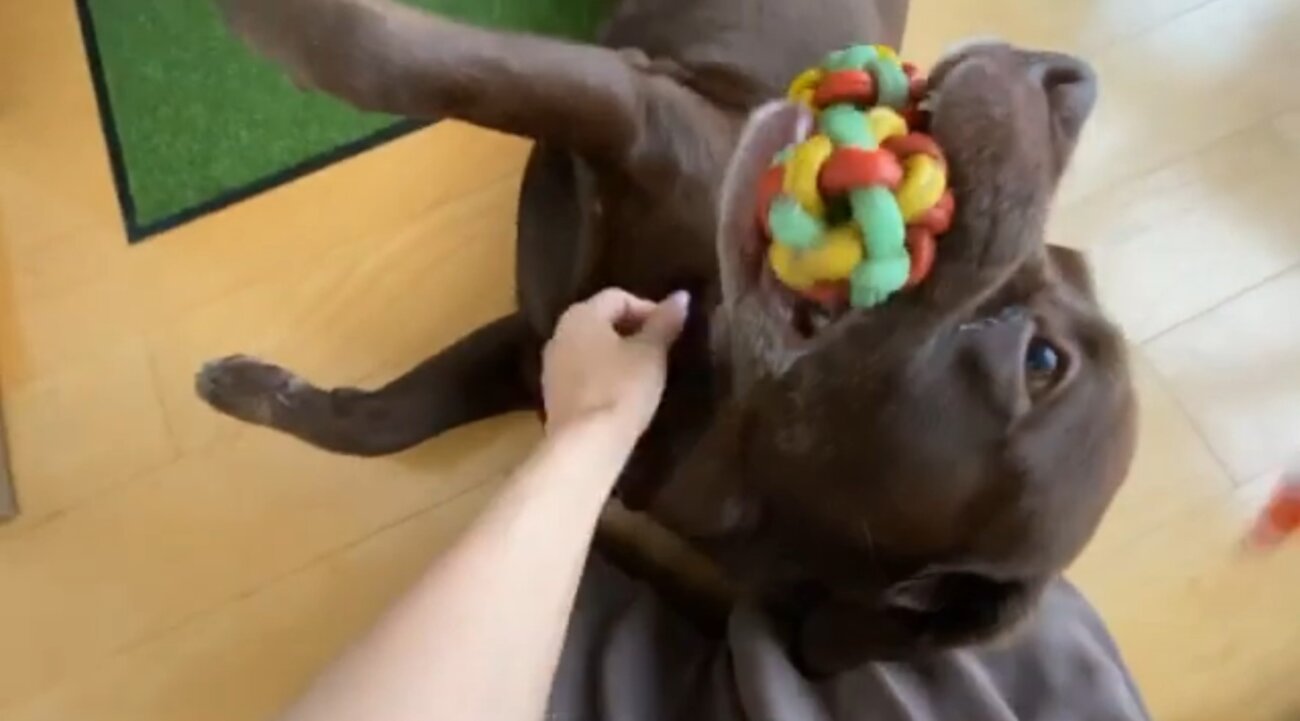 ラブラドールレトリーバー,動画