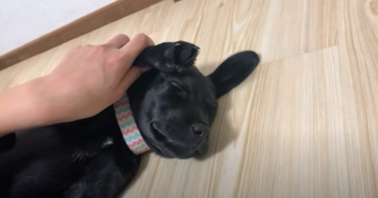 ラブラドールレトリーバー,動画