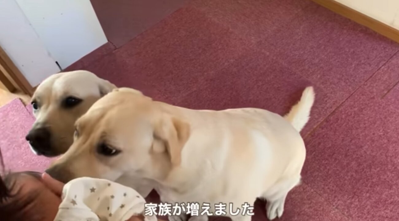 ラブラドールレトリーバー,動画