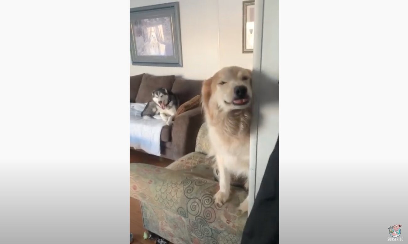 ゴールデンレトリーバー,動画