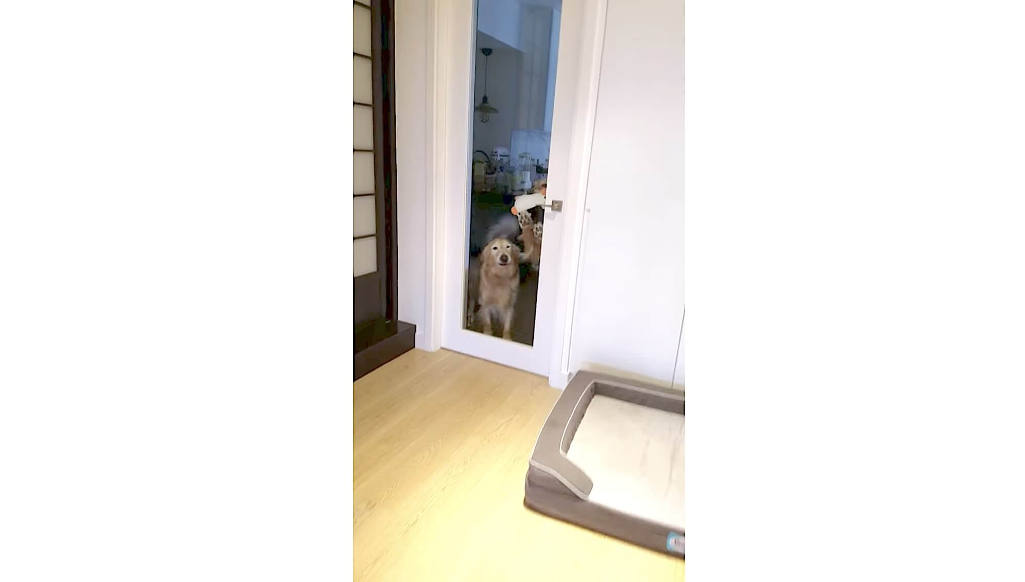 ゴールデンレトリーバー,動画