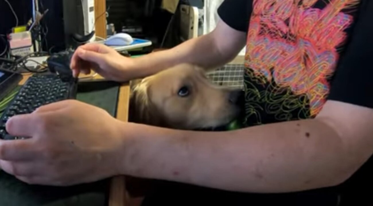 ゴールデンレトリーバー,動画