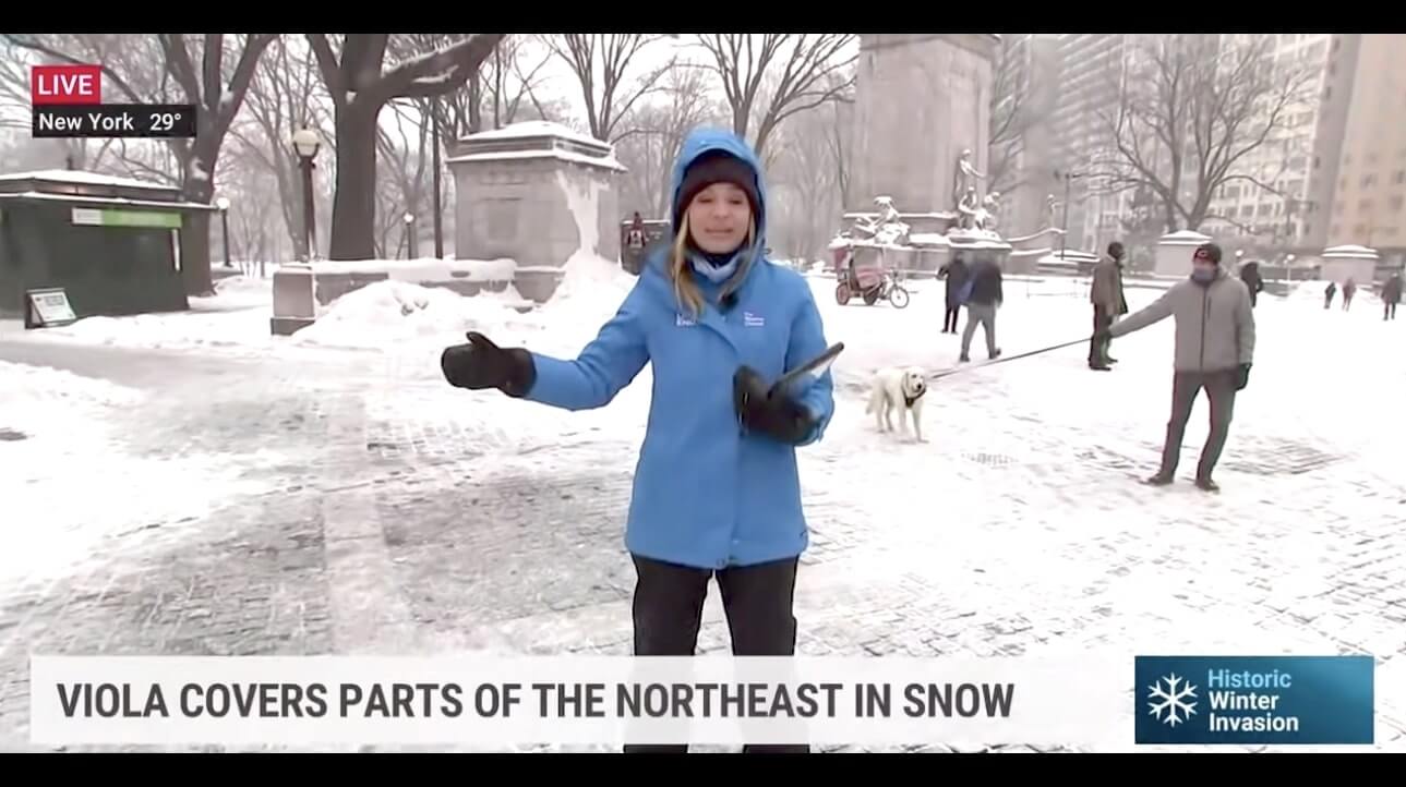 ラブラドールレトリーバー,動画