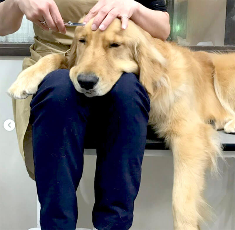 ゴールデンレトリーバー,動画