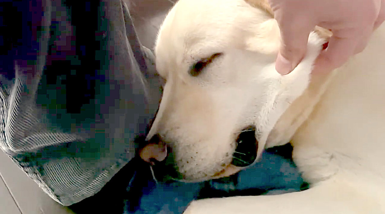 ラブラドールレトリーバー,動画