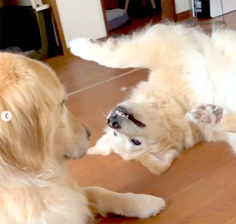 ゴールデンレトリーバー,動画