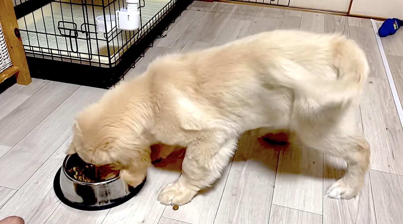 ゴールデンレトリーバー,動画