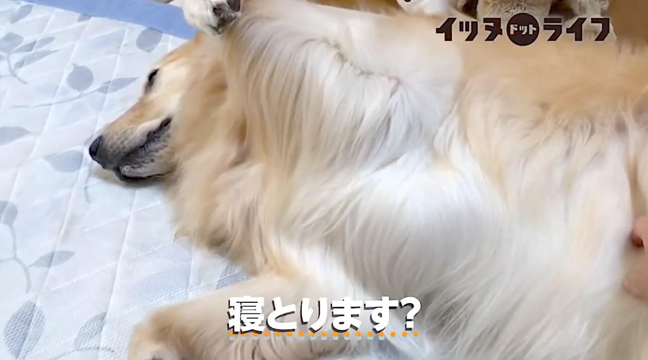 ゴールデン,動画,イッヌドットライフ