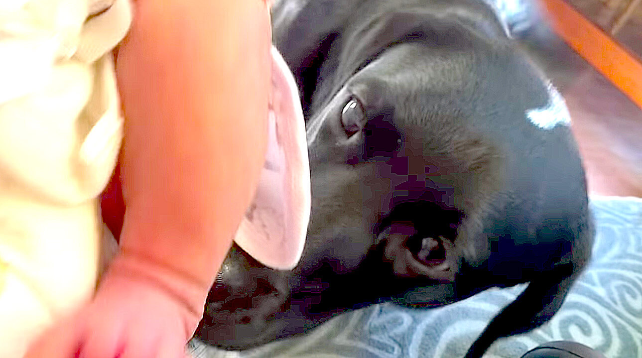 ラブラドールレトリーバー,動画