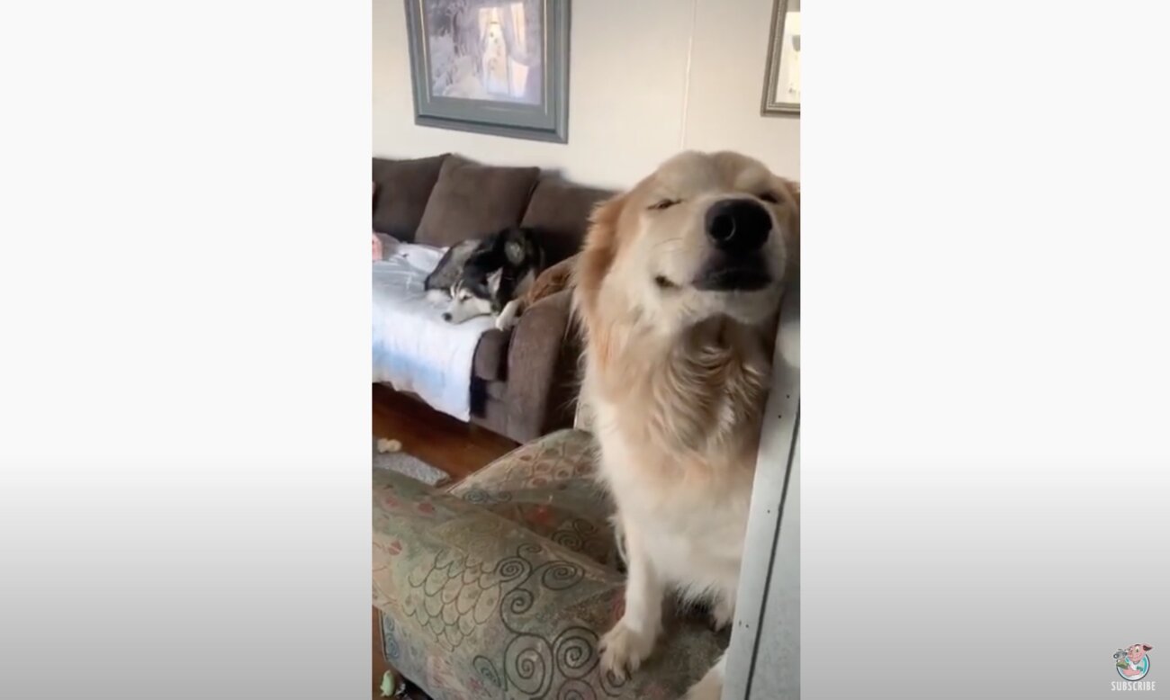 ゴールデンレトリーバー,動画