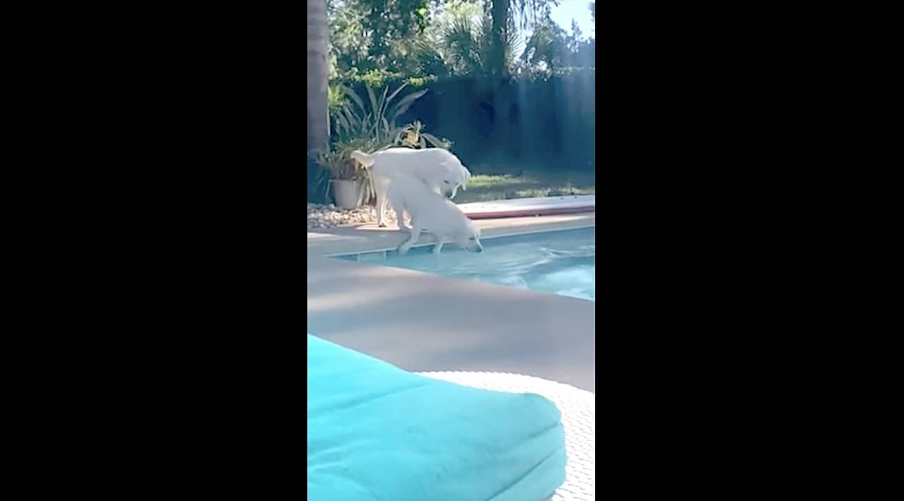 ラブラドールレトリーバー,動画